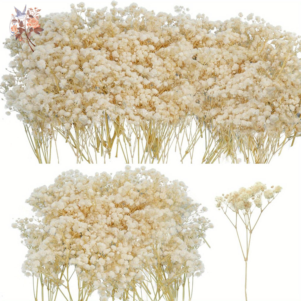 Mini fleur de gypsophile séché - Candle Making Uk avis et prix